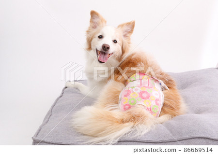 純白色背景中帶禮儀尿布的雌性邊境牧羊犬 86669514
