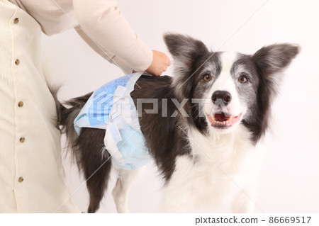 雄性黑白邊境牧羊犬，白色背景上有禮儀尿布 86669517