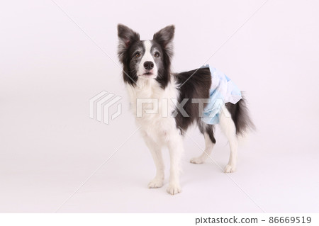 白色背景中帶禮儀尿布的雄性黑白邊境牧羊犬 白色背景中帶禮儀尿布的雄性黑白邊境牧羊犬 86669519