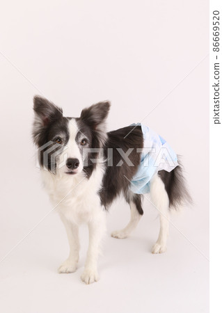 Male black and white border collie with manners diapers on a white background Male black and white border collie with manners diapers on a white background 86669520