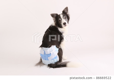 白色背景中帶禮儀尿布的雄性黑白邊境牧羊犬 白色背景中帶禮儀尿布的雄性黑白邊境牧羊犬 86669522