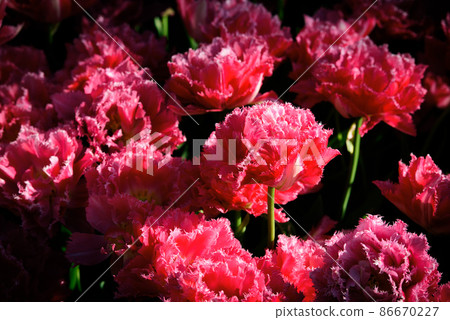 red tulip garden, red tulip flower garden 86670227