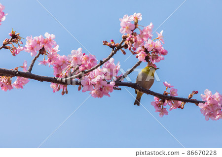 Mejiro and Kawazu cherry tree 86670228