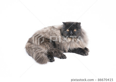Persian cat looking down at the camera 86670415