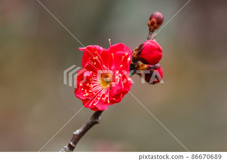 Plum blossom (Kagoshima Beni) 86670689