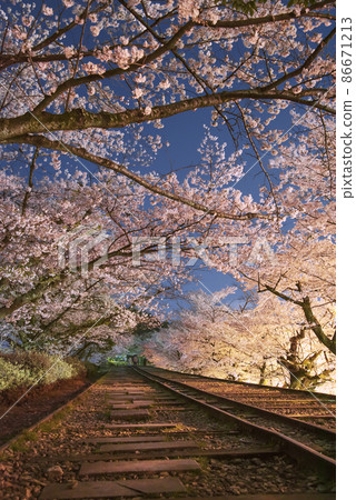 Night rise cherry blossoms of kicking Incline 86671213