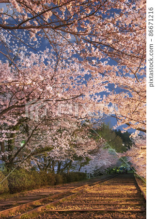 夜上升櫻花傾斜傾斜 86671216