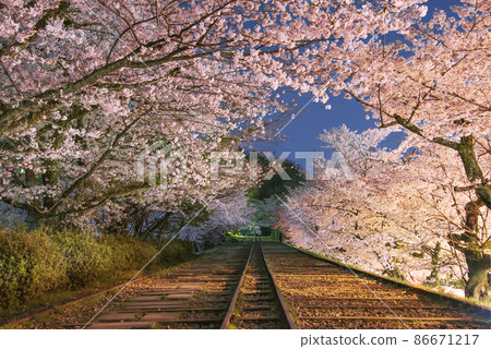 夜上升櫻花傾斜傾斜 86671217