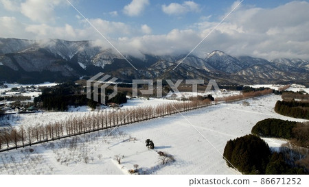 Aerial view of winter Makino plateau metasequoia trees with a drone Aerial view of winter Makino plateau metasequoia trees with a drone 86671252