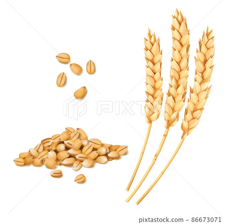 Wheat, rye or oat and barley realistic spike and grains. Cereal ears. Isolated vector bread and bakery yellow wheat stalks of grain for food and agriculture, organic farm crop harvest Wheat, rye or oat and barley realistic spike and grains. Cereal ears. Isolated vector bread and bakery yellow wheat stalks of grain for food and agriculture, organic farm crop harvest 86673071