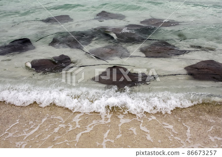 Flock of stingrays feeds near the shore in sandy beach shallow water. 86673257