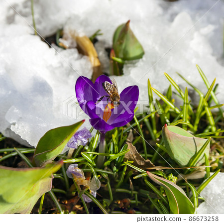 Blooming primrose crocus with bee on the background of melting snow. 86673258