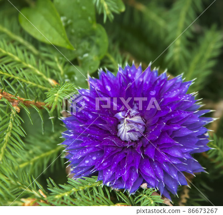 Purple terry clematis flower with water drops on background of fir branches. Purple terry clematis flower with water drops on background of fir branches. 86673267