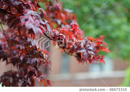 Close-up of Japanese maple tree leaves Close-up of Japanese maple tree leaves 86673310