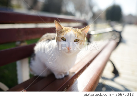 Wild cat peach and white color in Istanbul, Turkey. Cats are one of the attractions of Istanbul. 86673318
