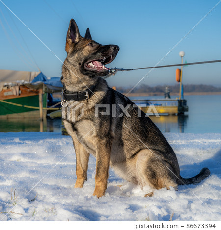 Seven month old german 2024 shepherd