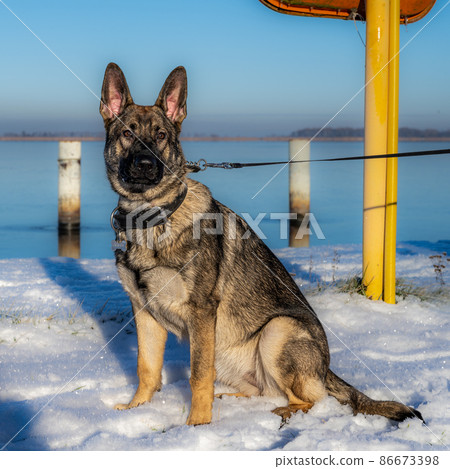 A seven months old German Shepherd sitting in snow. Sable coloured working line breed A seven months old German Shepherd sitting in snow. Sable coloured working line breed 86673398