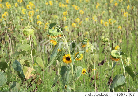 Iga Ueno Iga Railway JR Iga Ueno Sunflower 86673408