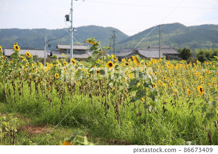 伊賀上野 伊賀鐵道 JR 伊賀上野向日葵 86673409