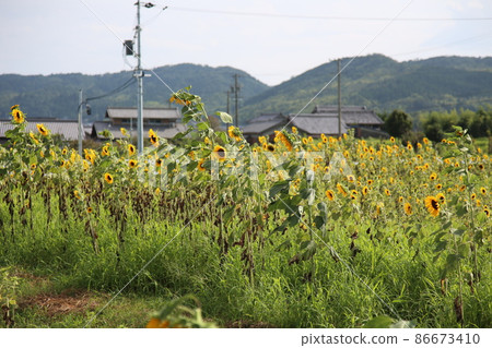 伊賀上野 伊賀鐵道 JR 伊賀上野向日葵 86673410