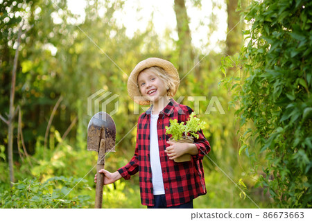 Little boy holding seedling of salad in pots and shovel on the domestic garden at summer sunny day. Gardening activity with little kid Little boy holding seedling of salad in pots and shovel on the domestic garden at summer sunny day. Gardening activity with little kid 86673663