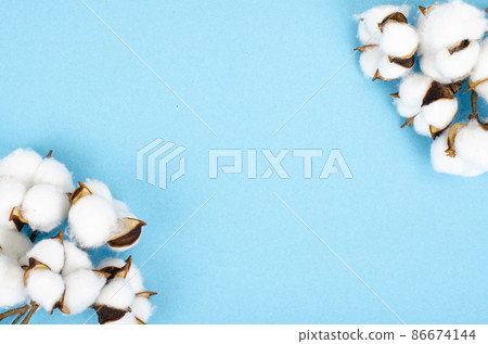 Delicate white fluffy cotton flowers on pastel blue paper background, top view. Natural organic fiber, raw materials for making fabric. Studio Photo 86674144