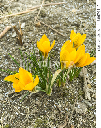 First spring flowers crocuses on still frozen ground. Studio Photo 86674145