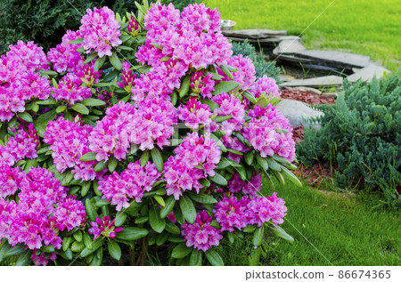 Rose blooming rhododendron bush in garden. Photo Rose blooming rhododendron bush in garden. Photo 86674365