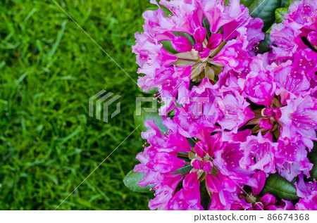 Rose blooming rhododendron bush in garden. Photo Rose blooming rhododendron bush in garden. Photo 86674368