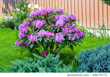 Rose blooming rhododendron bush in garden. Photo Rose blooming rhododendron bush in garden. Photo 86674372