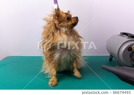 Professional woman drying wet pomeranian spitz dog, in the grooming salon. 86674493