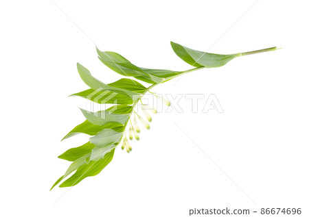 Polygonatum officinalis branch with white flowers and green leaves. Polygonatum officinalis branch with white flowers and green leaves. 86674696