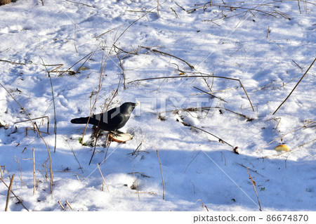 Jackdaw bird walks on white snow. Jackdaw bird walks on white snow. 86674870