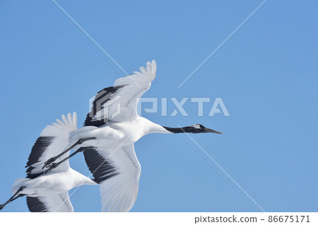 在藍天（北海道鶴井）上飛翔的兩個tancho 86675171