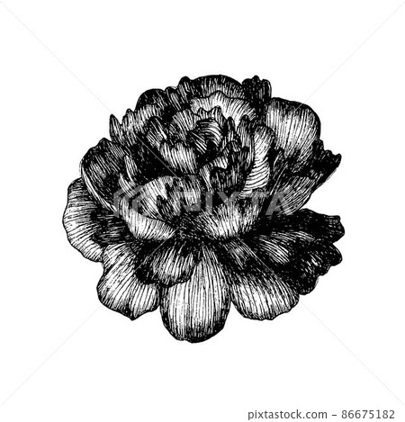 Black ink drawing of blooming peony. Hand drawn botanical illustration. Black ink drawing of blooming peony. Hand drawn botanical illustration. 86675182