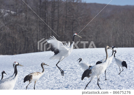 Red-crowned crane dancing in a flock (Tsurui, Hokkaido) 86675276