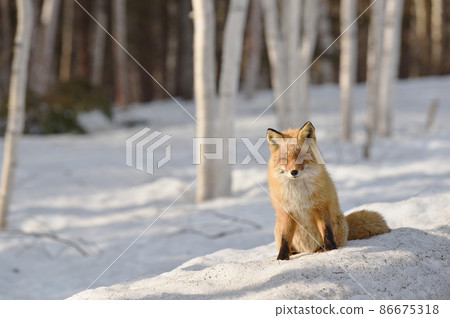我在冬季森林遇見的赤狐（北海道） 86675318