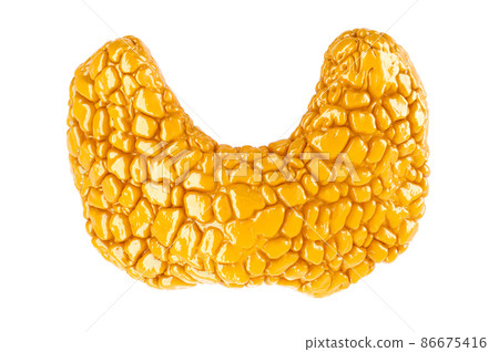 Human thyroid, glossy yellow color. 3D rendering Human thyroid, glossy yellow color. 3D rendering 86675416