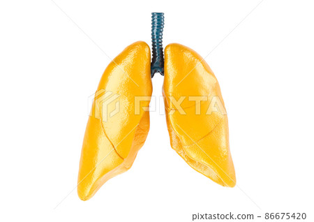 Human lungs, glossy yellow color. 3D rendering 86675420