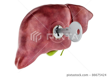 Human liver with key. Research and diagnosis concept. 3D rendering 86675424