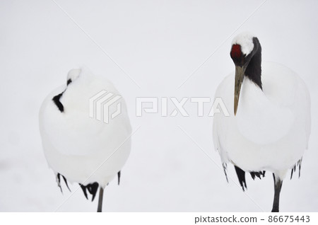 丹頂鶴兩隻（北海道鶴居） 86675443