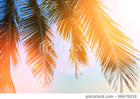 Summer tropical background 86676038