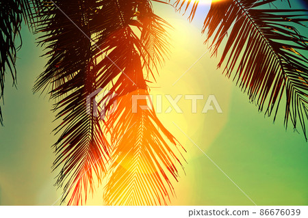 Summer tropical background 86676039