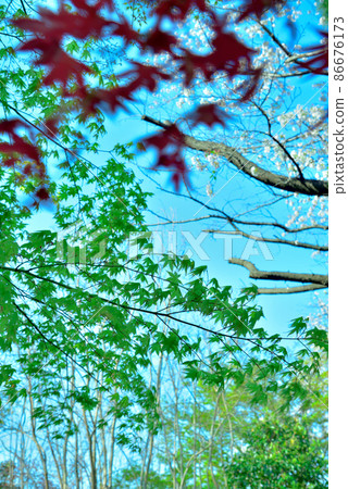 Maple and young leaves that turn red in spring Maple and young leaves that turn red in spring 86676173