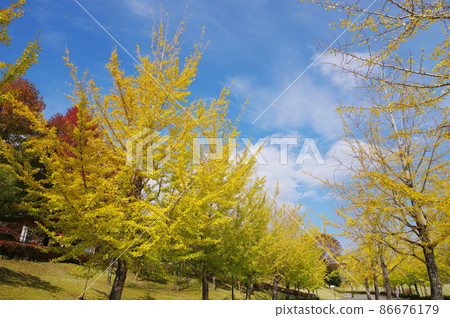 Ginkgo Namiki Fukui Kenko no Mori 86676179