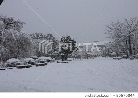 Winter scenery of Maruyama Park with pure white snow while it continues to snow from the winter sky 86676844