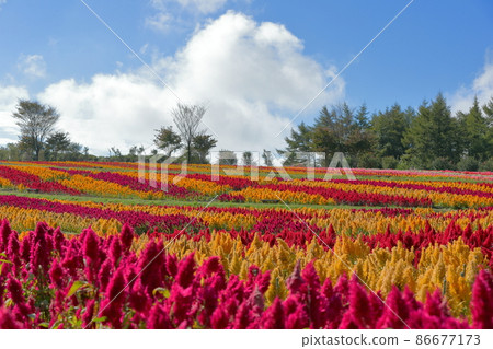 那須高原的雞冠花田 那須高原的雞冠花田 86677173