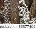Snow on the fresh green that grows from old trees 86677409