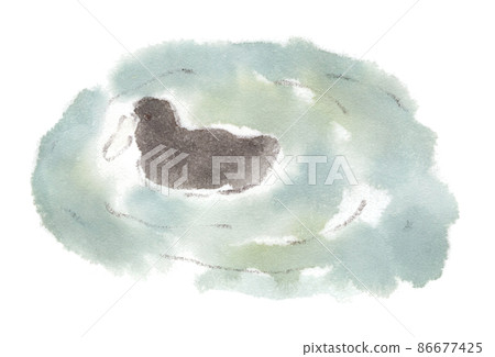 黑鴨?如果你認為它是一個笨蛋。冬天的水禽。水彩插圖 黑鴨?如果你認為它是一個笨蛋。冬天的水禽。水彩插圖 86677425