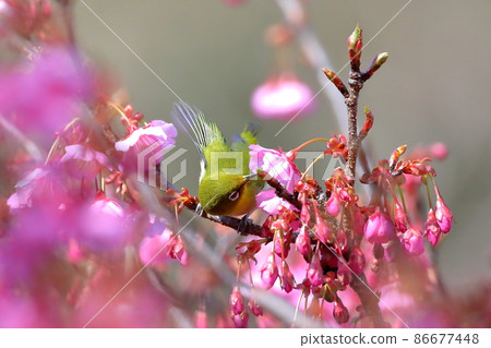 Toi district, Izu city, Shizuoka prefecture, early blooming Toi cherry blossoms with bright pink and white-eye spreading wings 86677448